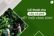 Lối thoát cho cây cà phê hết thời vàng son?