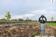 TƯỚI PHUN MƯA CHO VƯỜN MÍT DÀI 500 MÉT BẰNG BÉC BSSUPER TẠI ĐỒNG THÁP