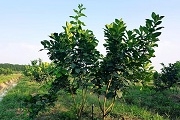 TƯỚI PHUN MƯA CỤC BỘ DƯỚI TÁN CÂY BƯỞI