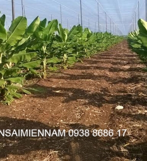 Tưới nhỏ giọt cho cây chuối