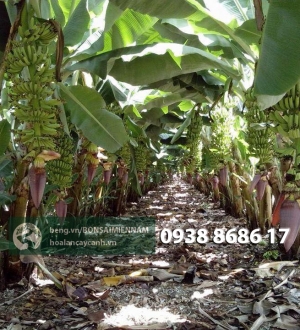 Tưới nhỏ giọt cho cây chuối