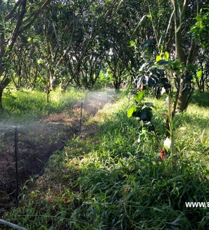 Tưới phun mưa cục bộ cho chanh, bưởi hoặc cây ăn trái lâu năm