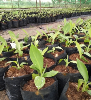 Tưới nhỏ giọt cho cây chuối