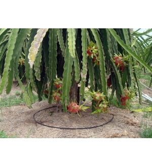 TƯỚI NHỎ GIỌT TỰ ĐỘNG CHO CÂY THANH LONG